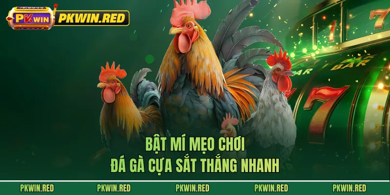 Bật mí mẹo chơi đá gà cựa sắt thắng nhanh