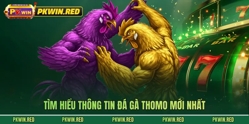 Tìm hiểu thông tin Đá gà Thomo mới nhất